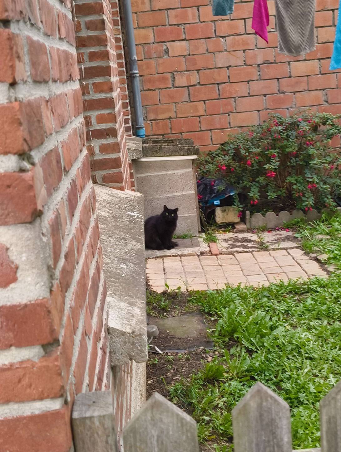 Chat-rbon, a cat found on Chonk Finder