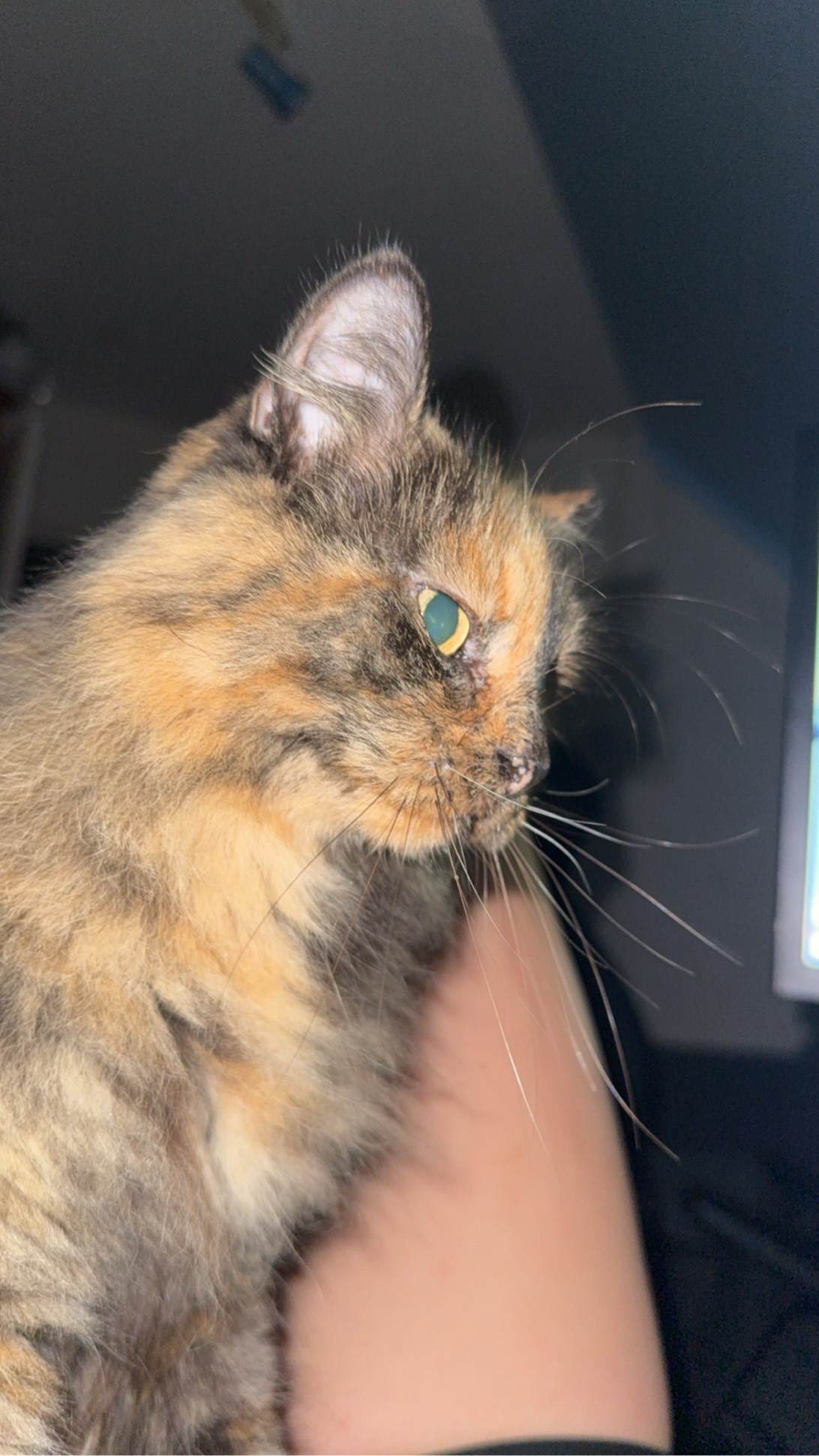 Chamcham, a cat met on Chonk Finder