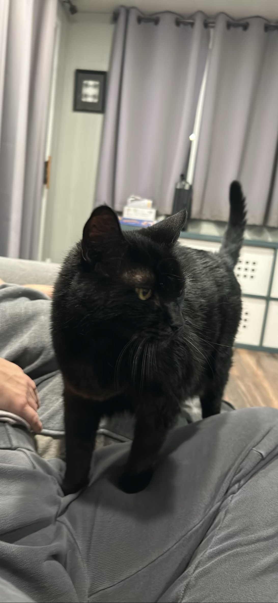 Jango, a cat found on Chonk Finder