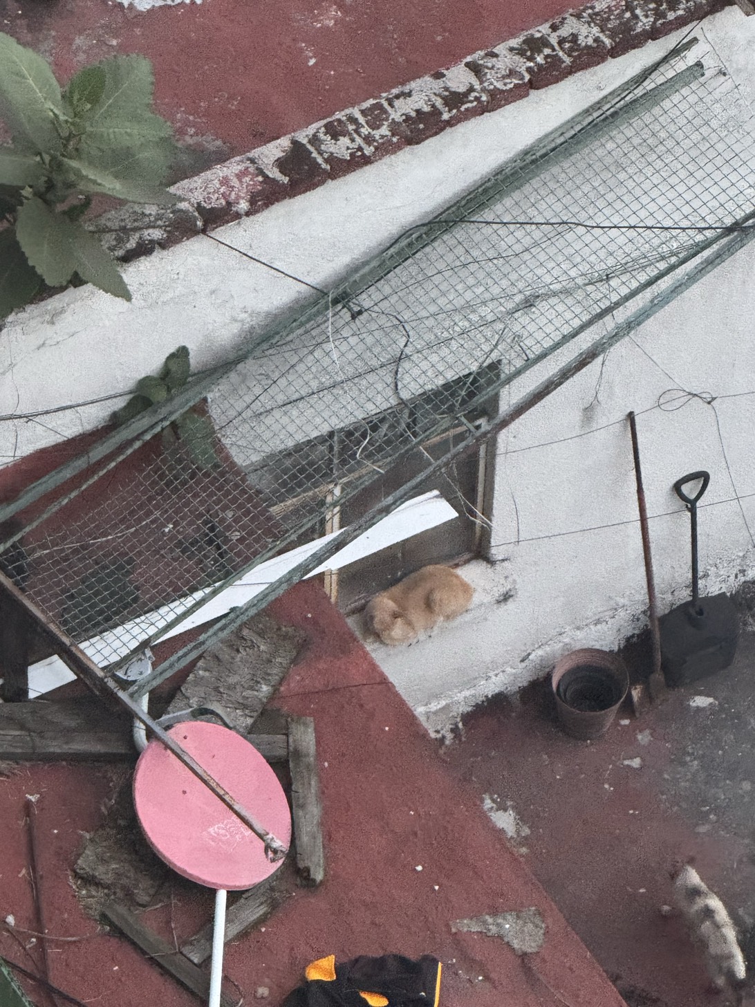 Cisco, a cat found on Chonk Finder