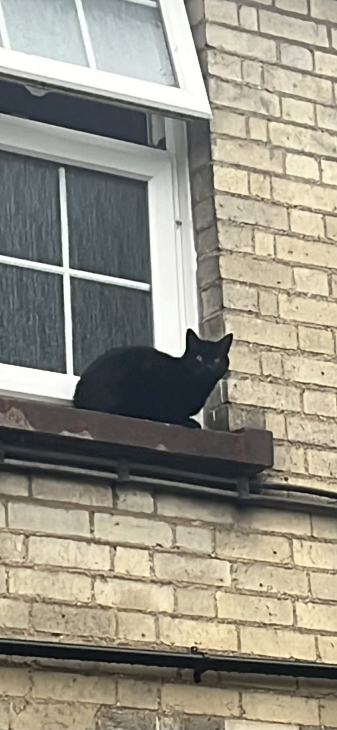 Ledger, a cat found on Chonk Finder