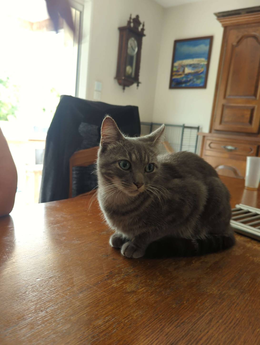 Mistigri, a cat found on Chonk Finder