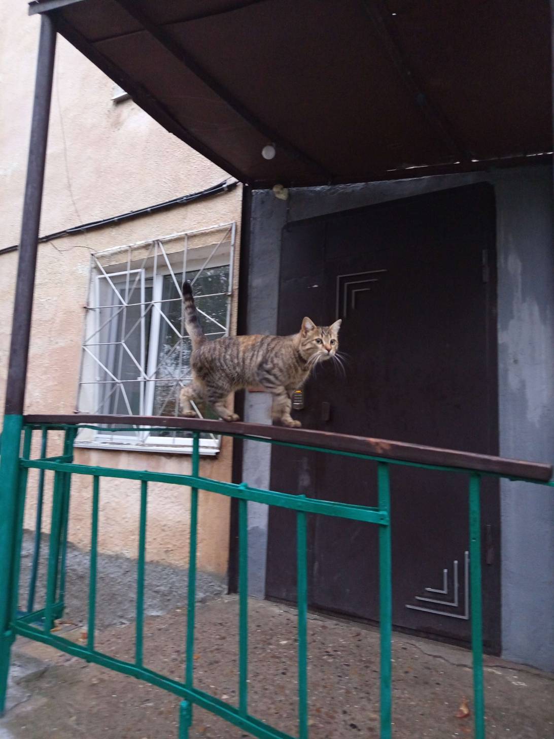Blonsky, a cat found on Chonk Finder