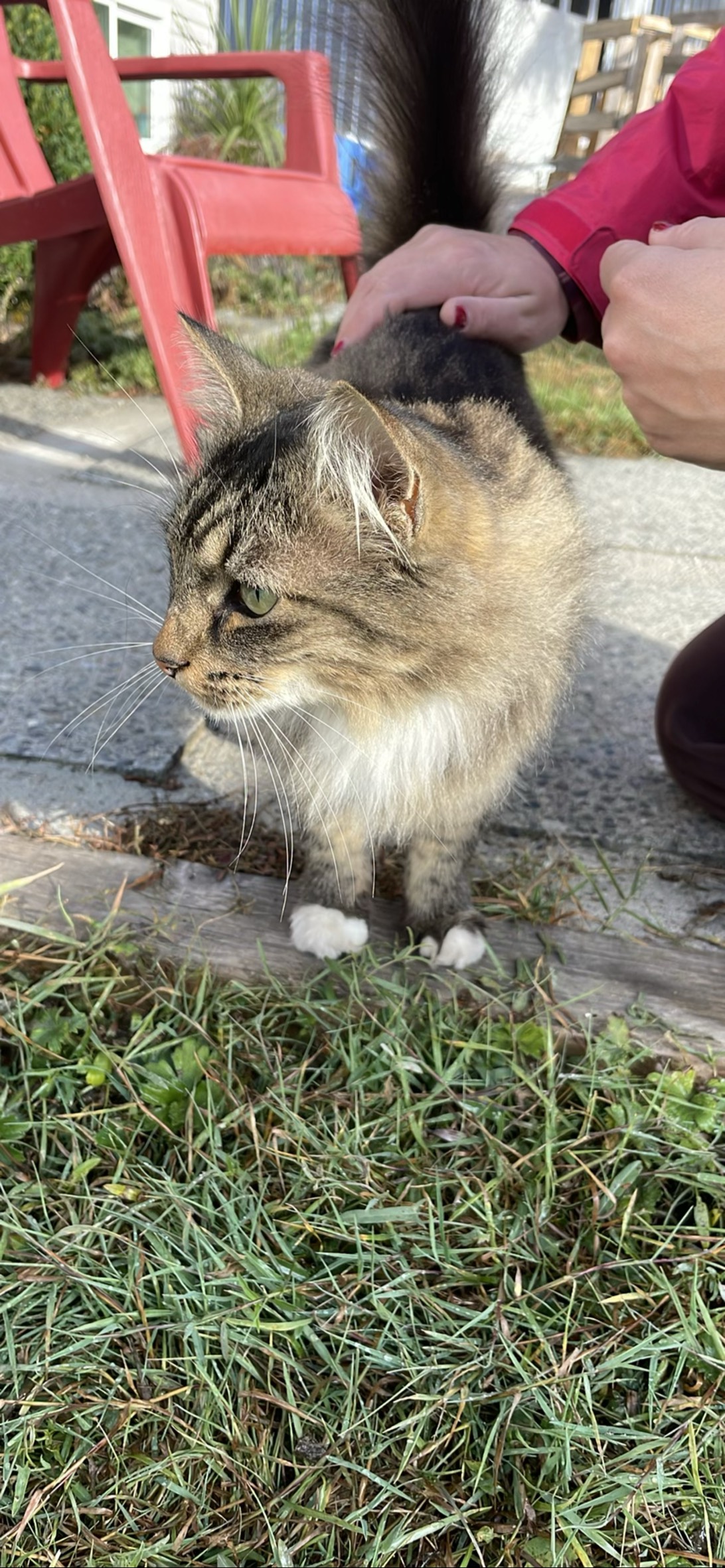 Blue, a cat found on Chonk Finder