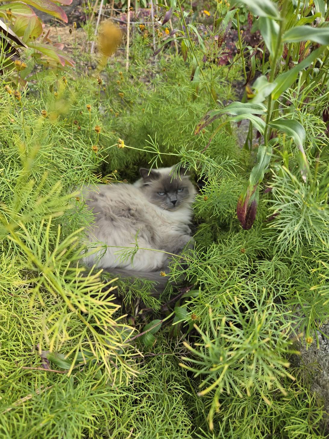Gandalf "GG" the Grey, a cat found on Chonk Finder