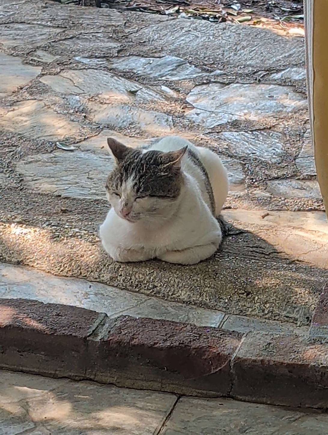 Cosmo, Tekirova