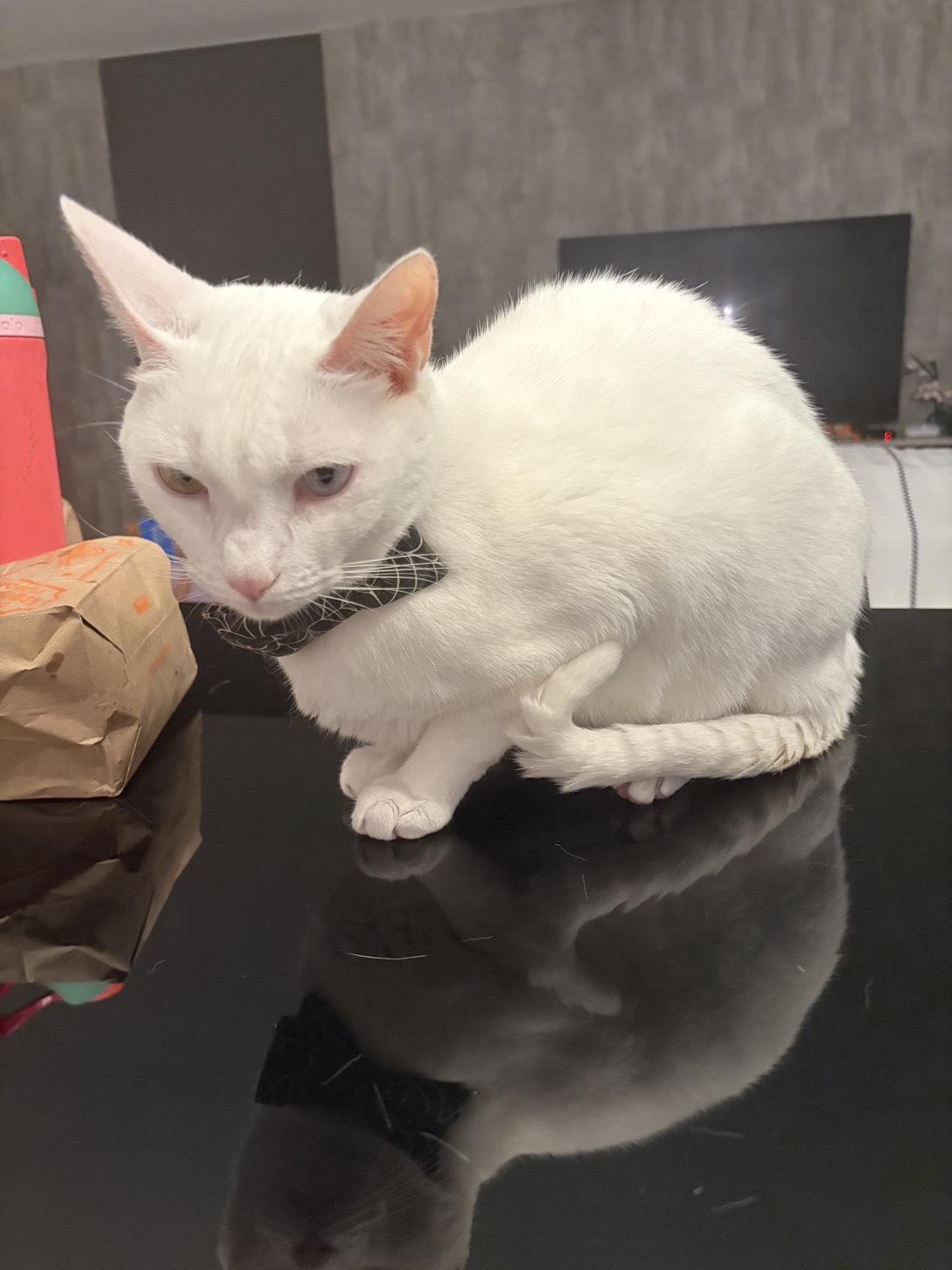 milo, a cat found on Chonk Finder