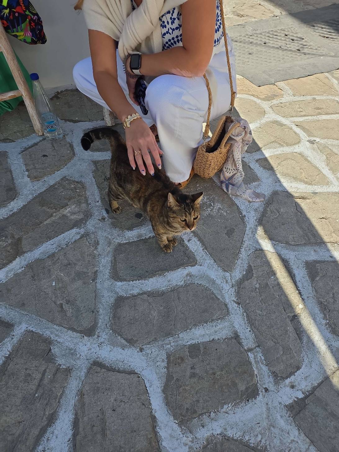 Cerces, a cat found on Chonk Finder