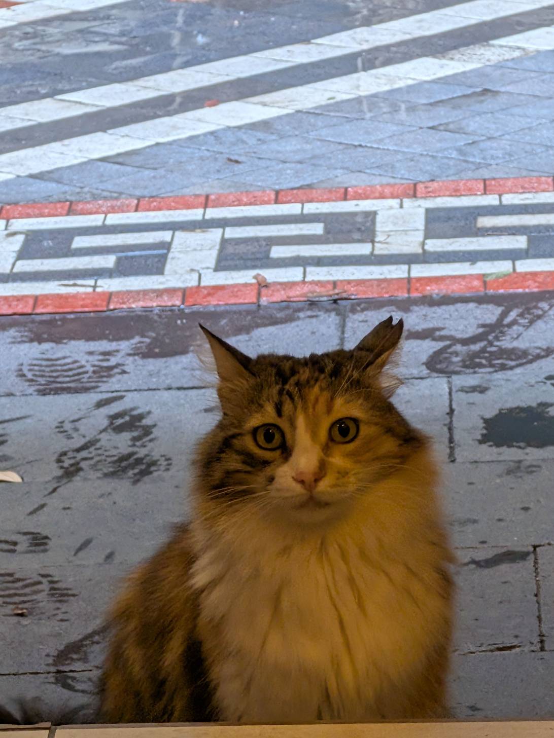 Dexter, a cat found on Chonk Finder