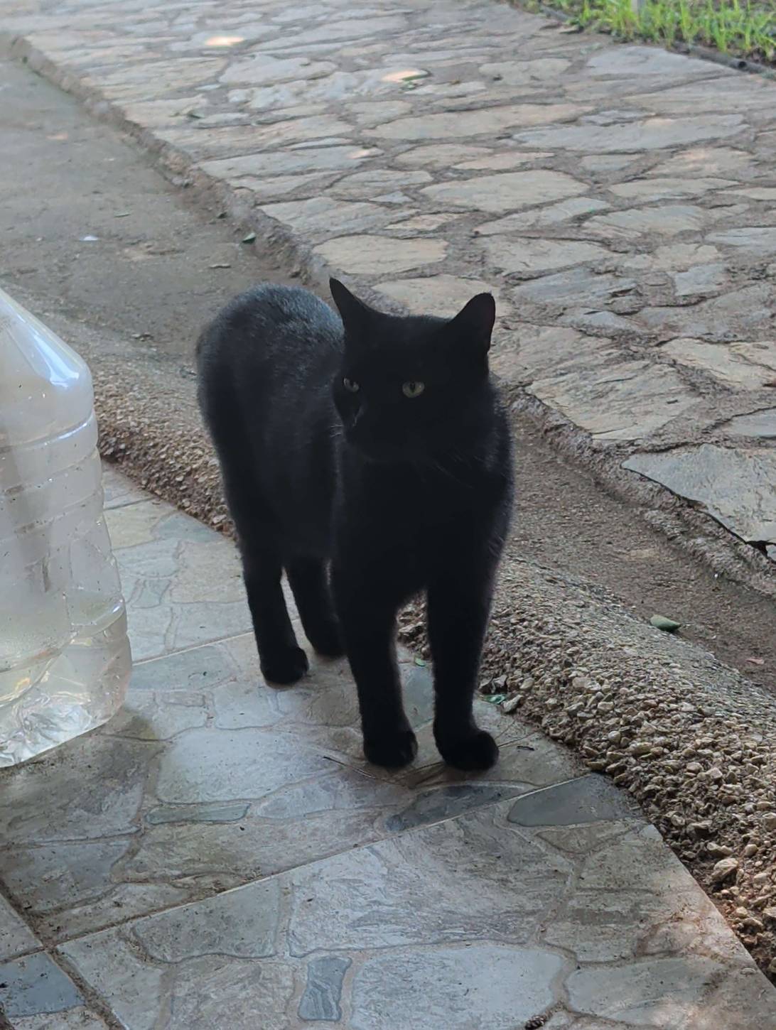 Vesper, a cat found on Chonk Finder