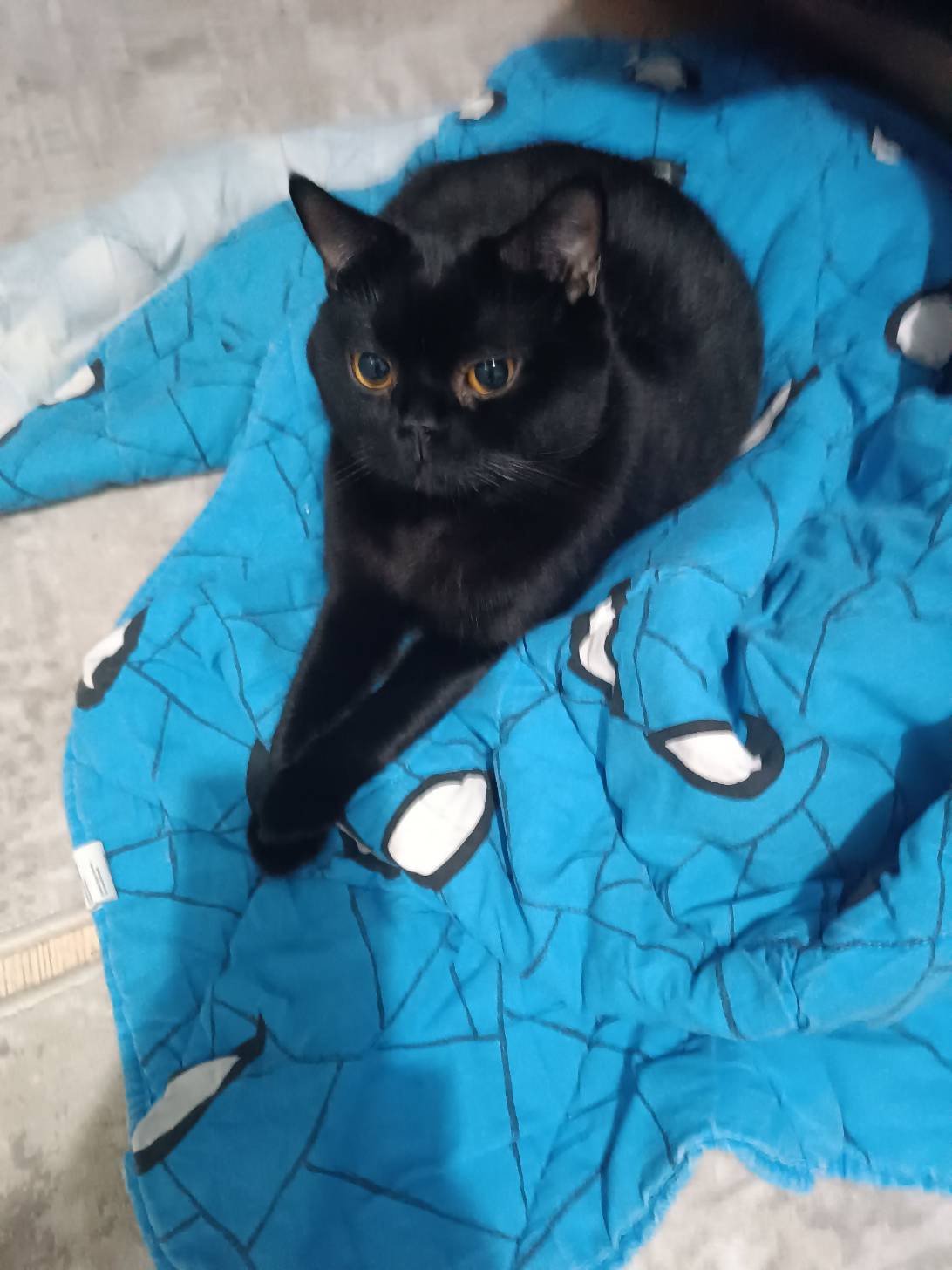 İclal, a cat found on Chonk Finder