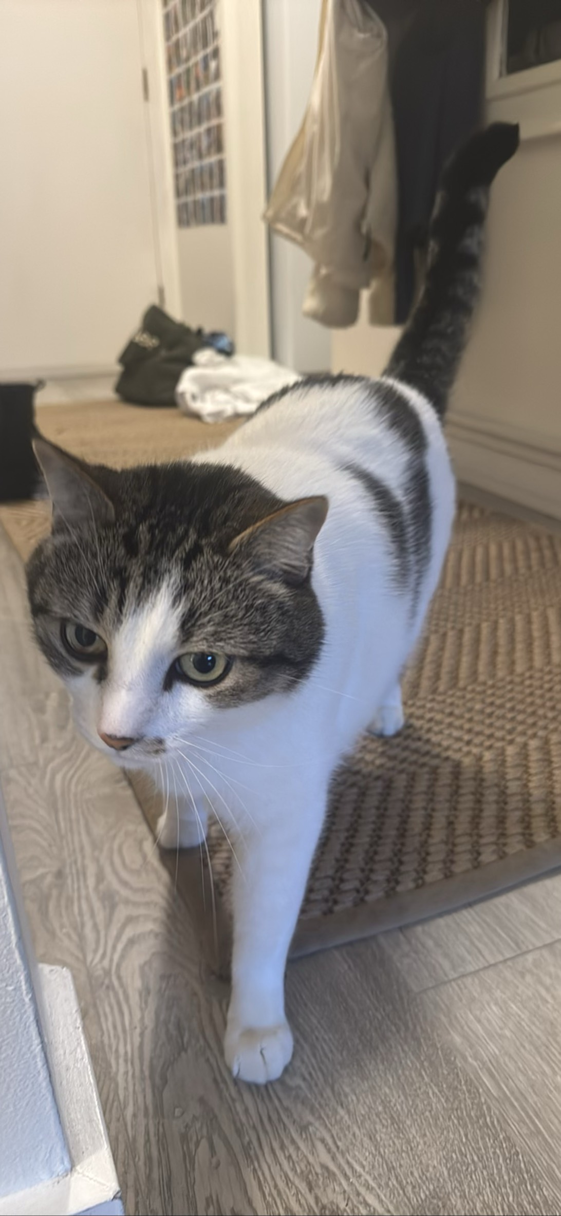 Benji, a cat found on Chonk Finder