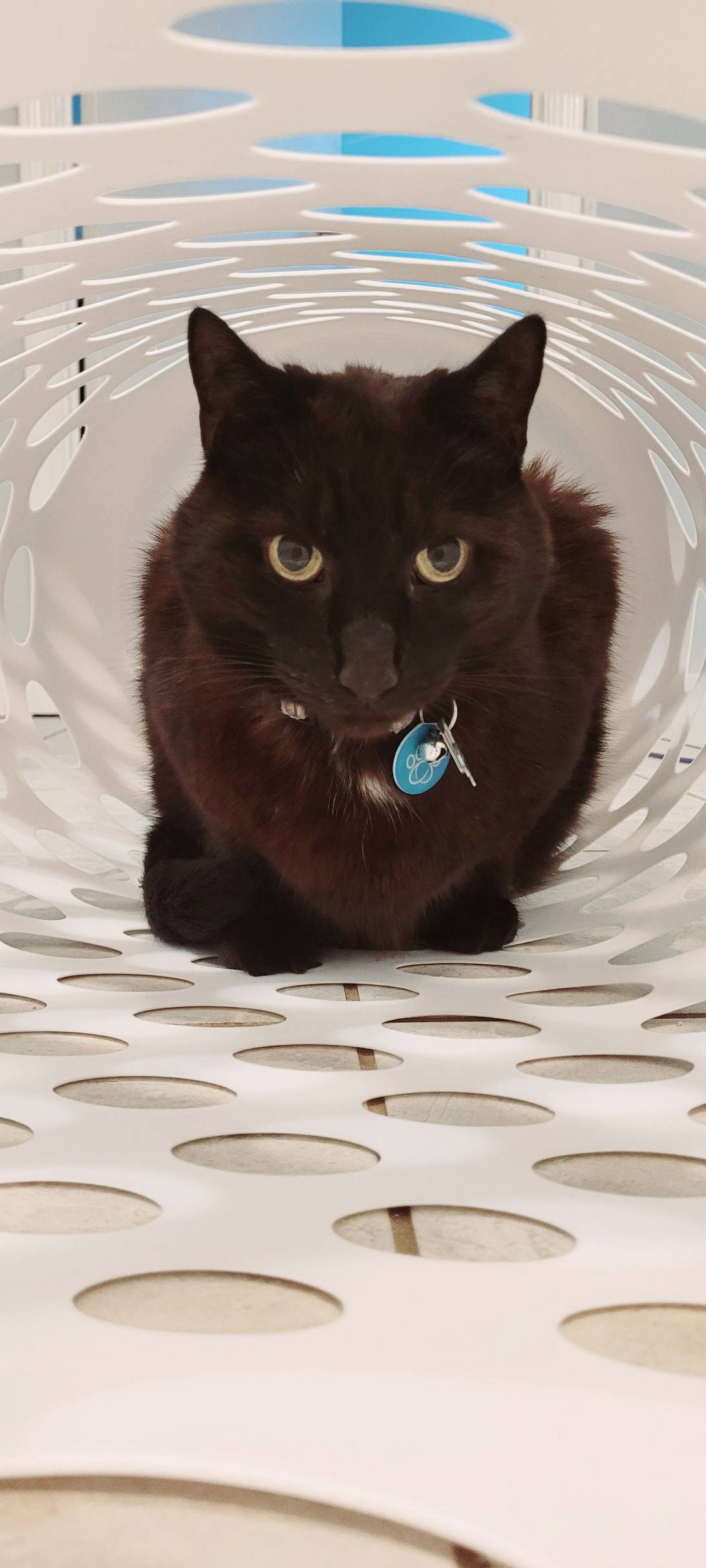 Bagheera, a cat found on Chonk Finder