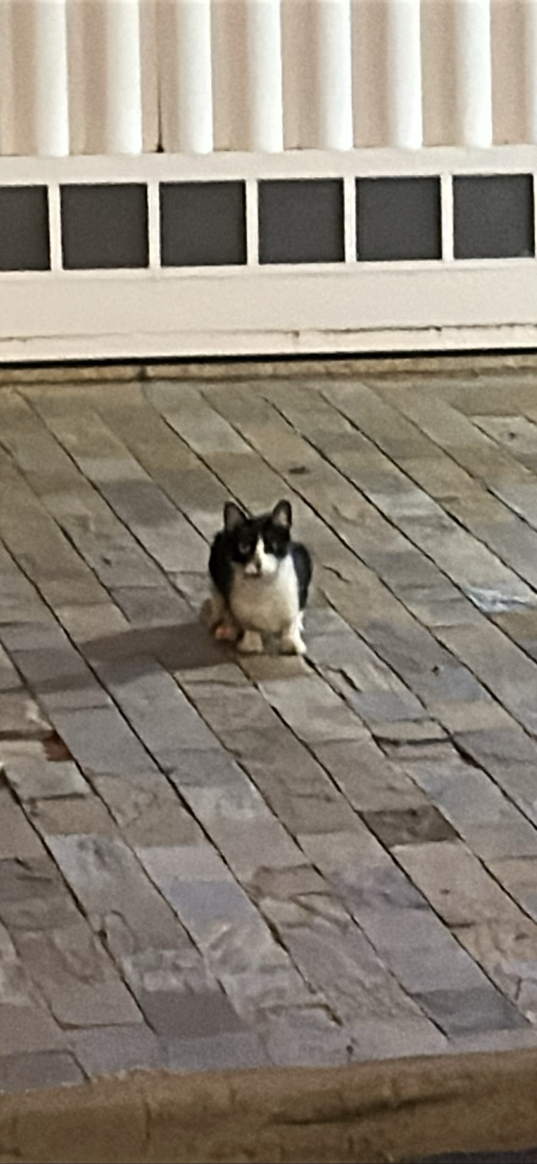 Cosmo, Franca