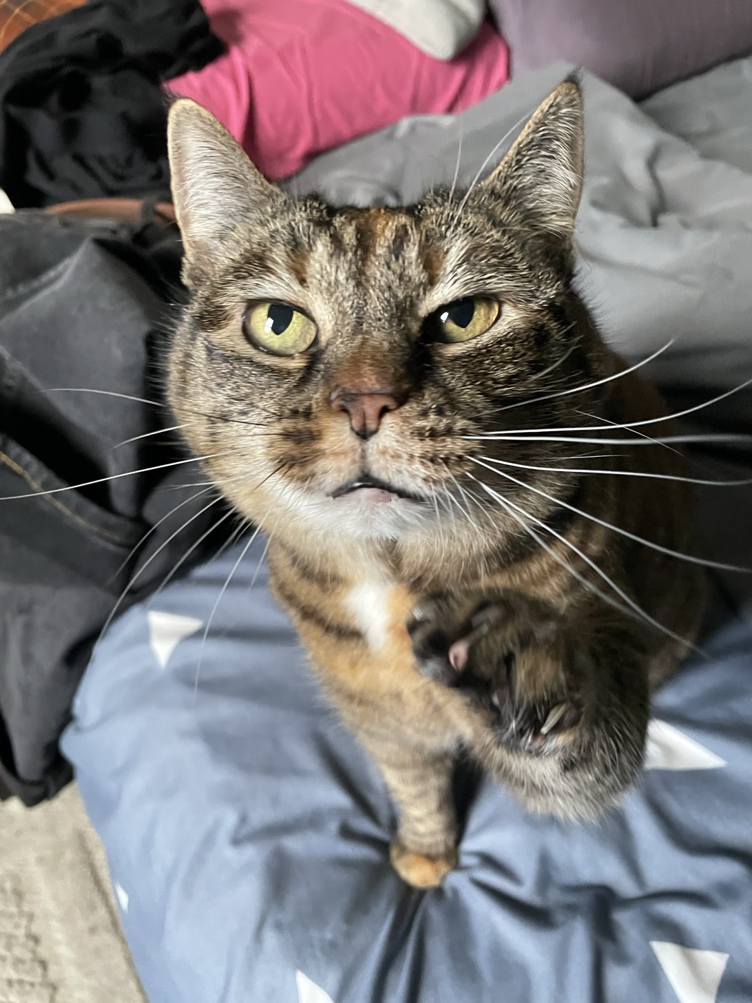 Sandwich, a cat found on Chonk Finder