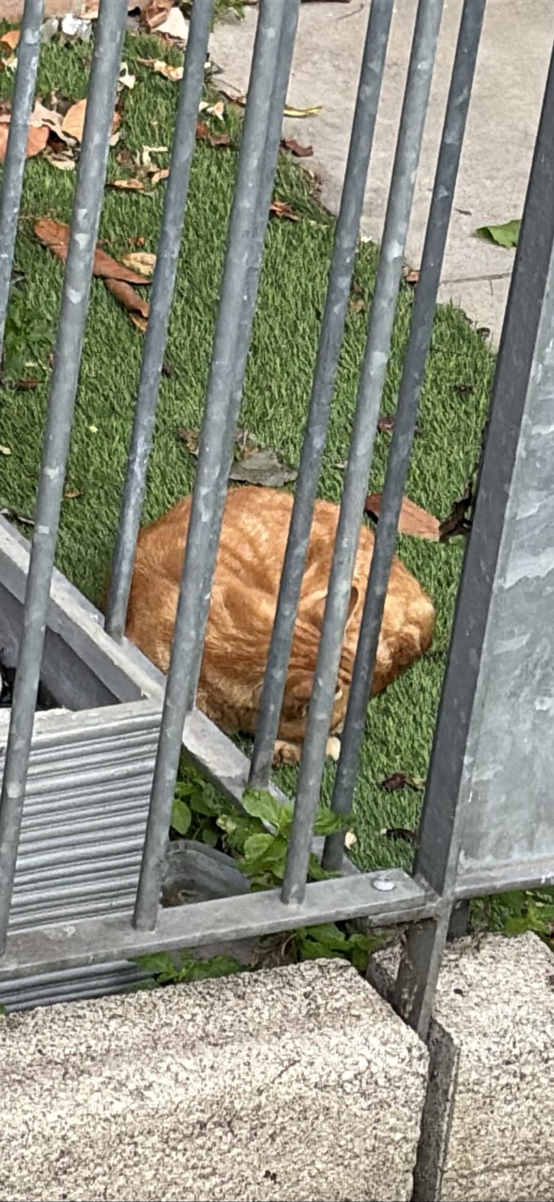 Cinnamon, London