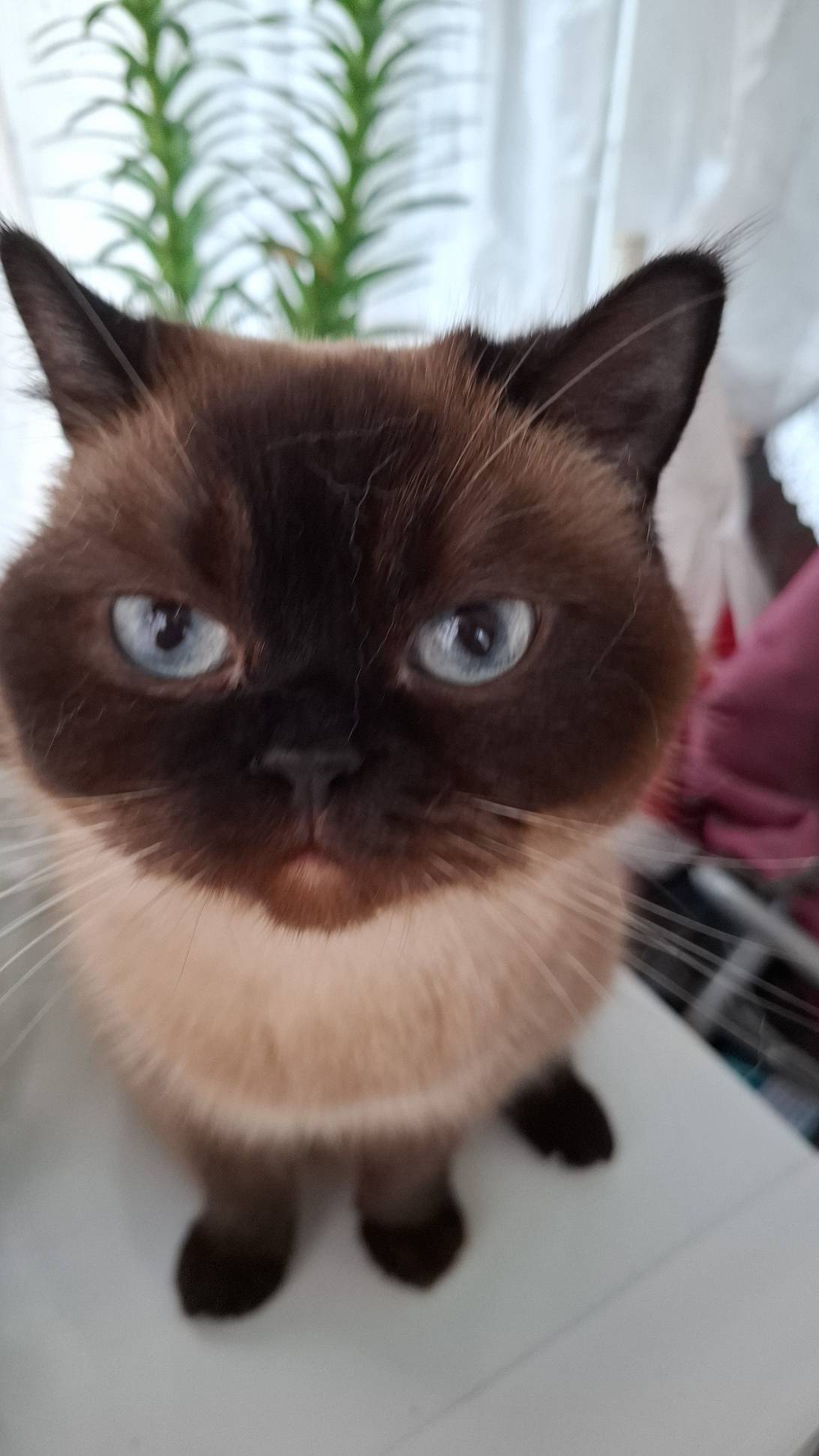 Şukufe, a cat found on Chonk Finder