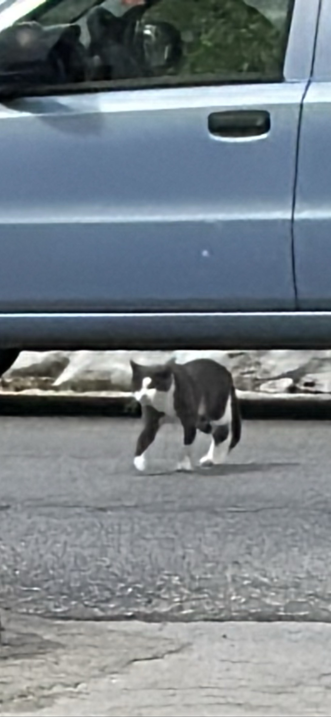So much cats in thistown, a cat found on Chonk Finder