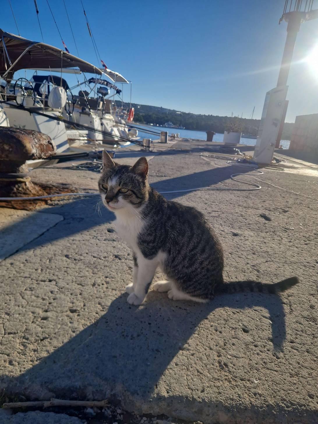 Commodore, a cat found on Chonk Finder