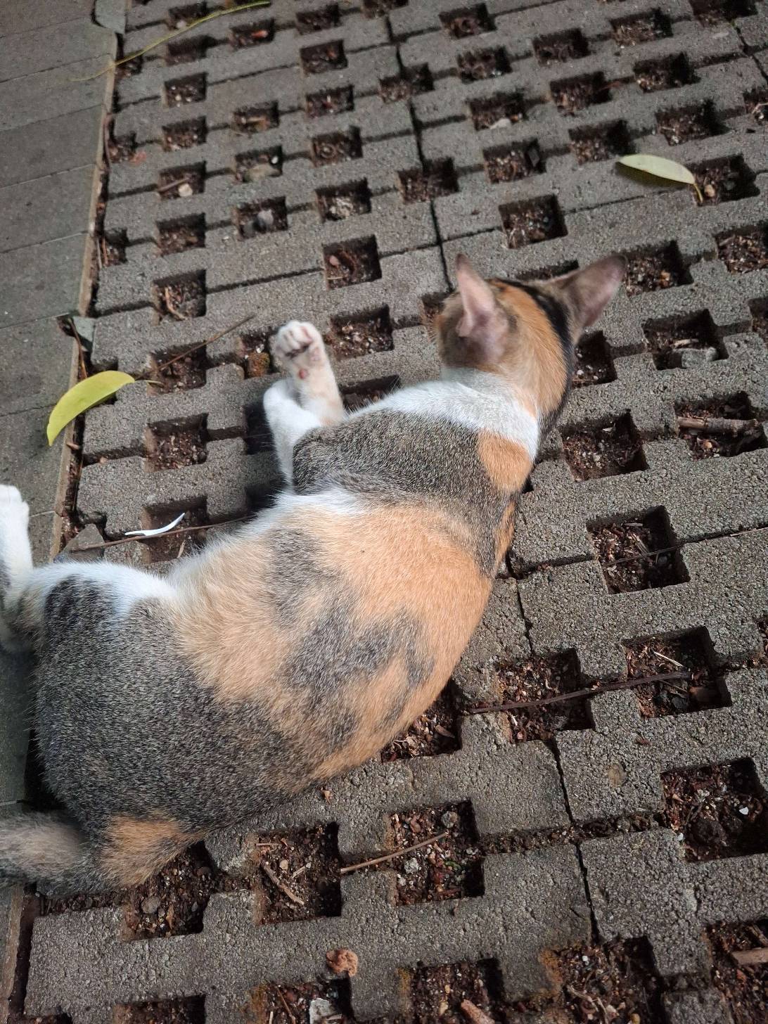 Fern, a cat found on Chonk Finder