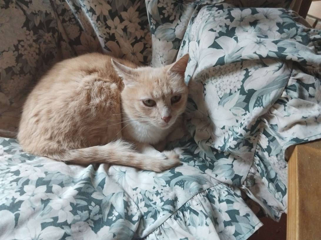 Biscuit, a cat found on Chonk Finder