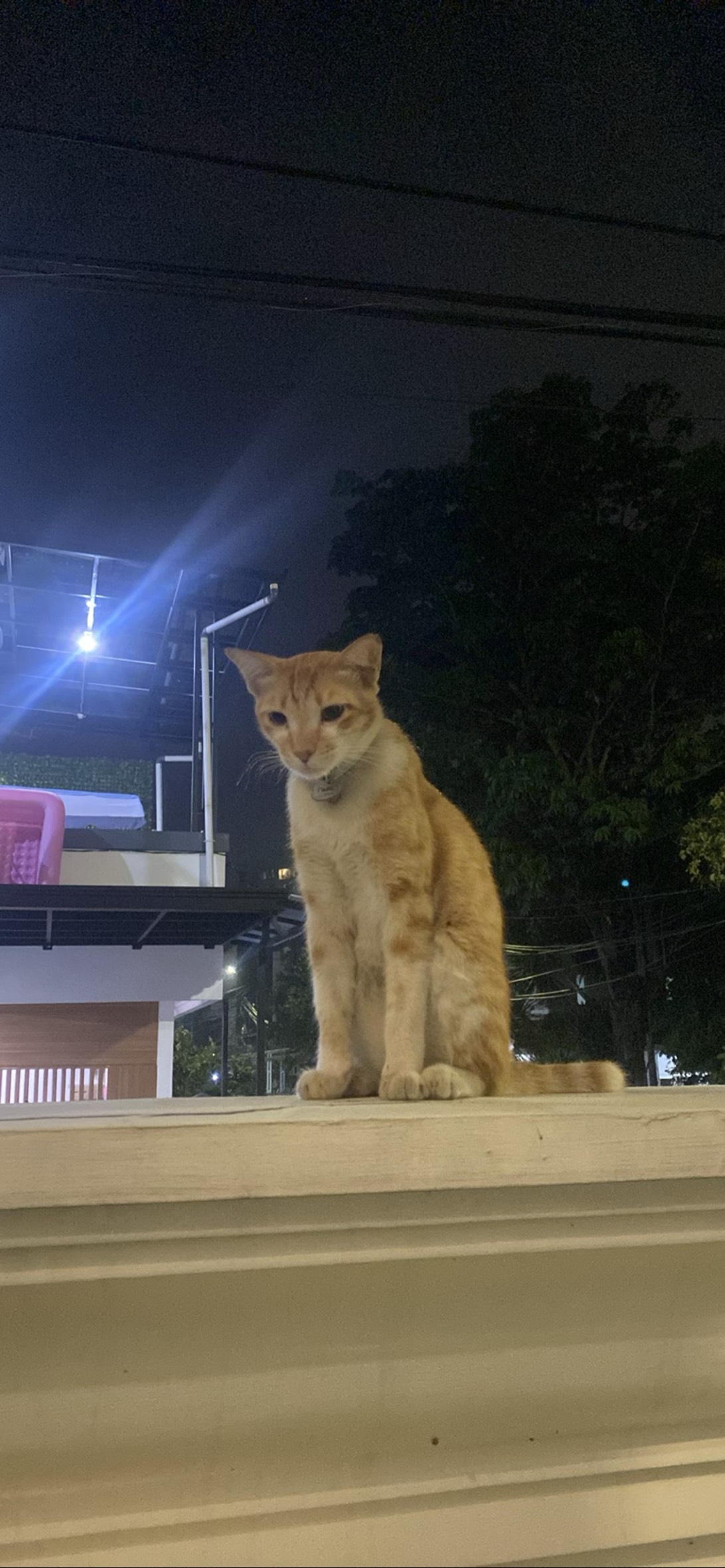 Tangy, a cat found on Chonk Finder