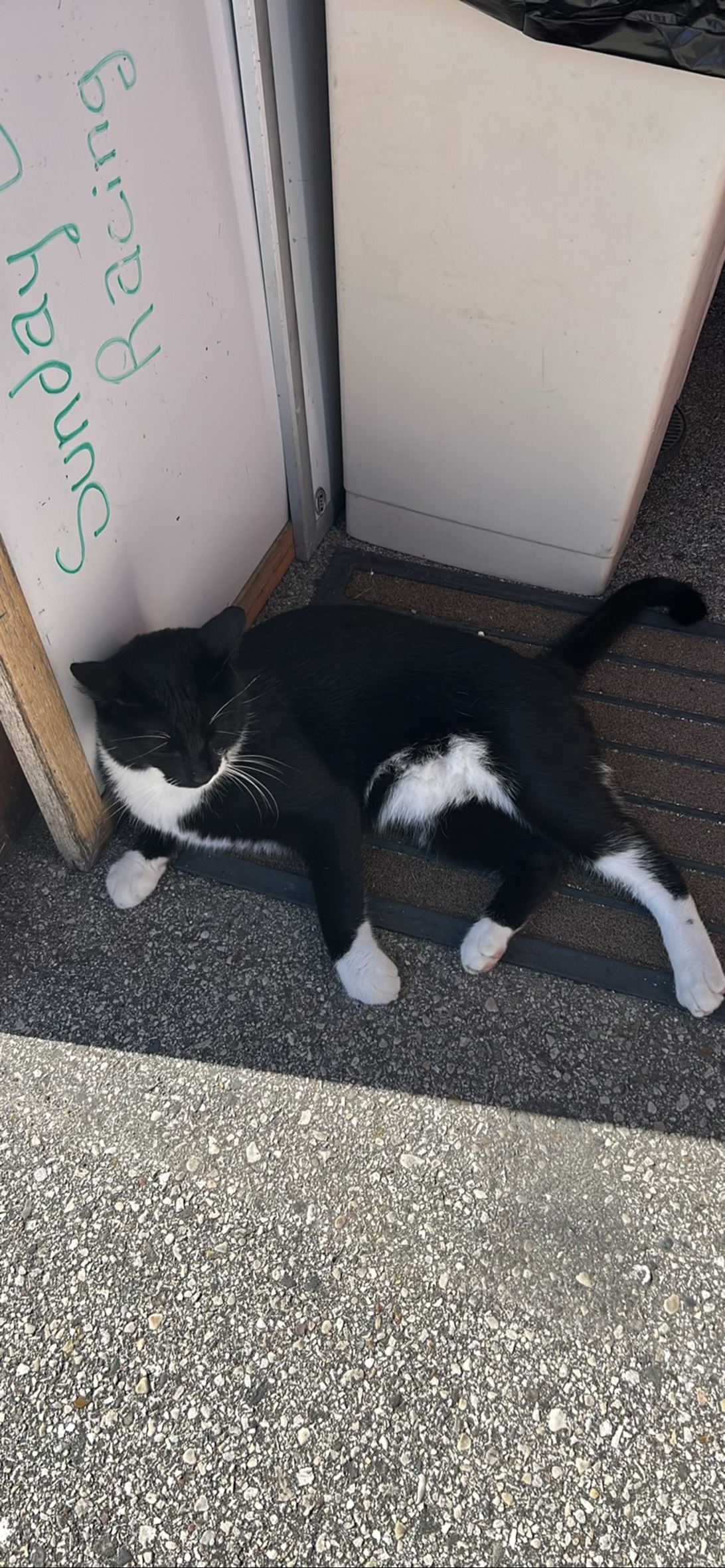 Sailing Center Capt, a cat found on Chonk Finder