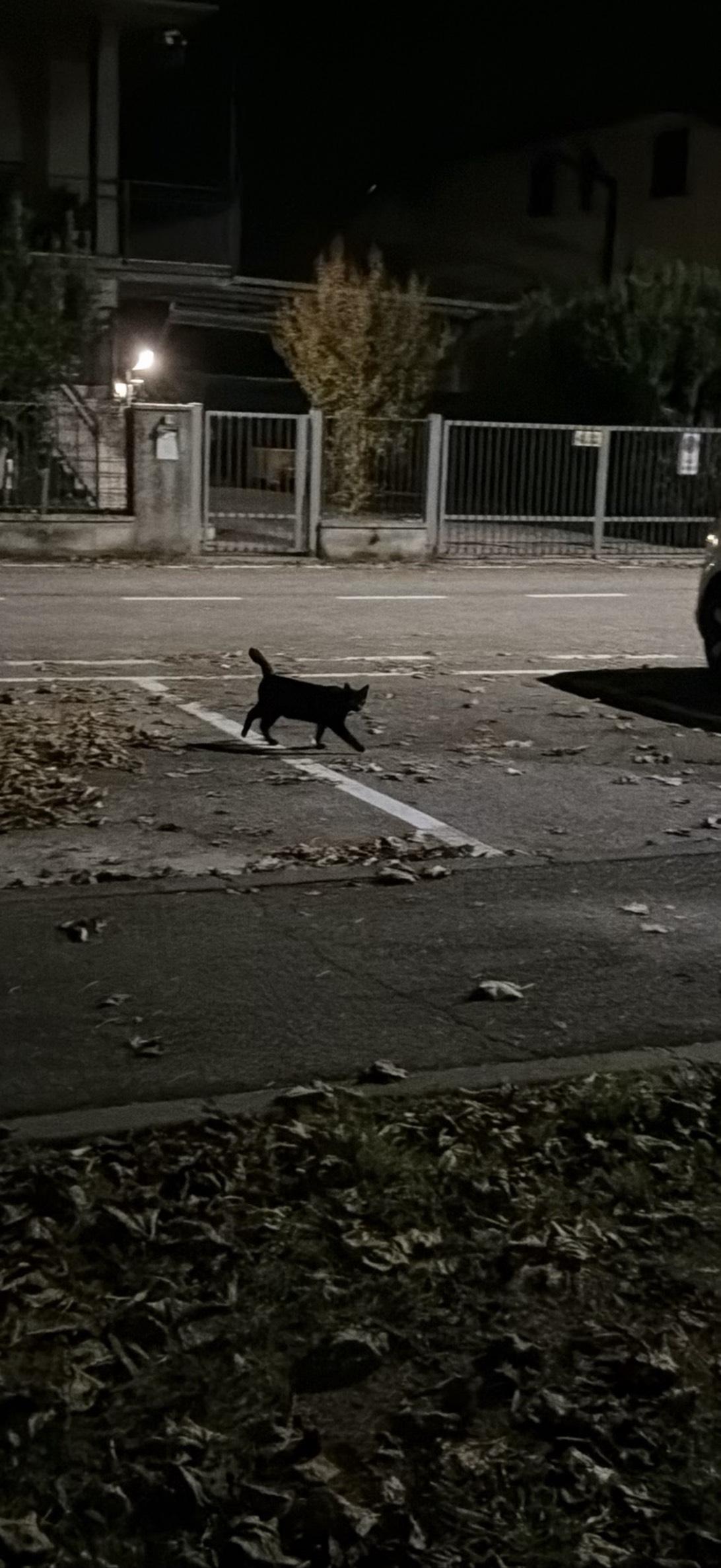 il signore della notte, a cat found on Chonk Finder