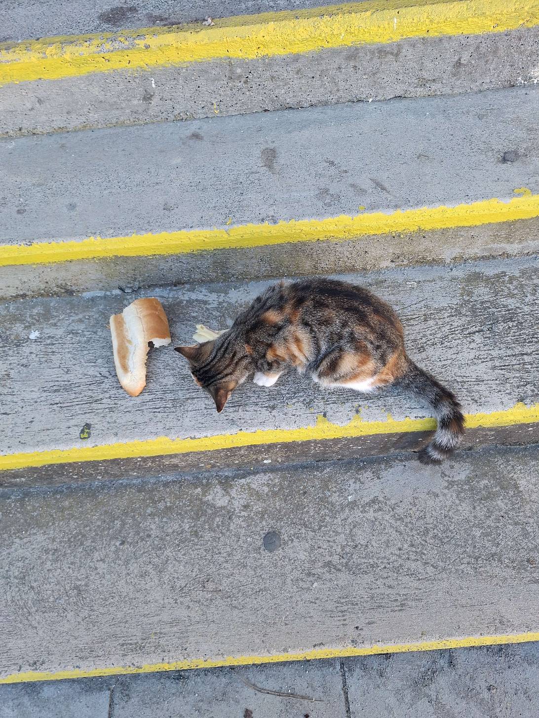 Alice, a cat found on Chonk Finder