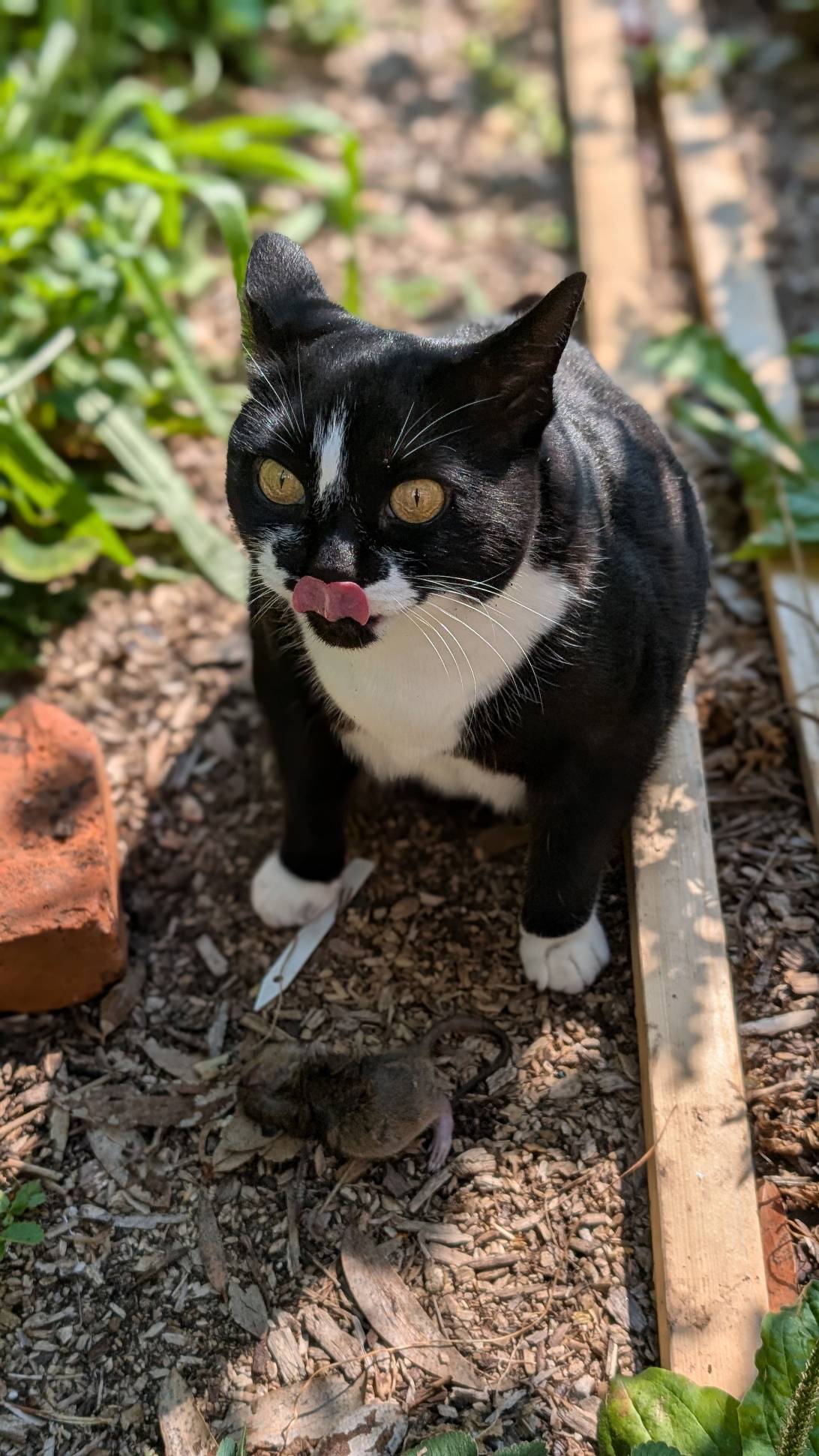 Moira Nermel Ryan, a cat found on Chonk Finder