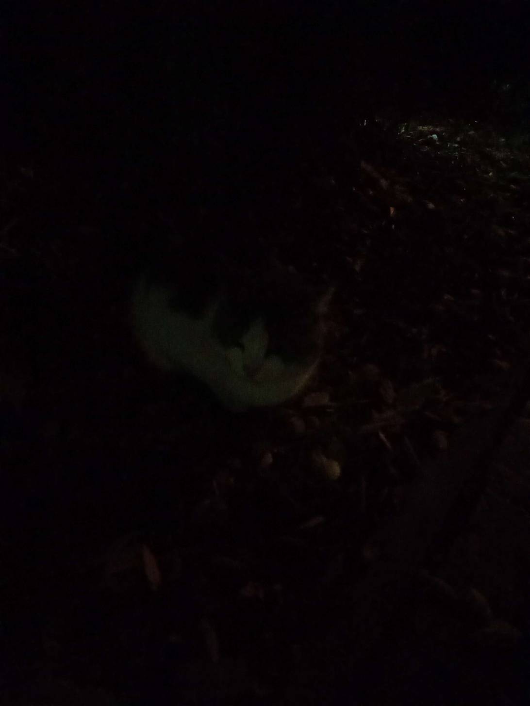 Kotokbas, a cat found on Chonk Finder
