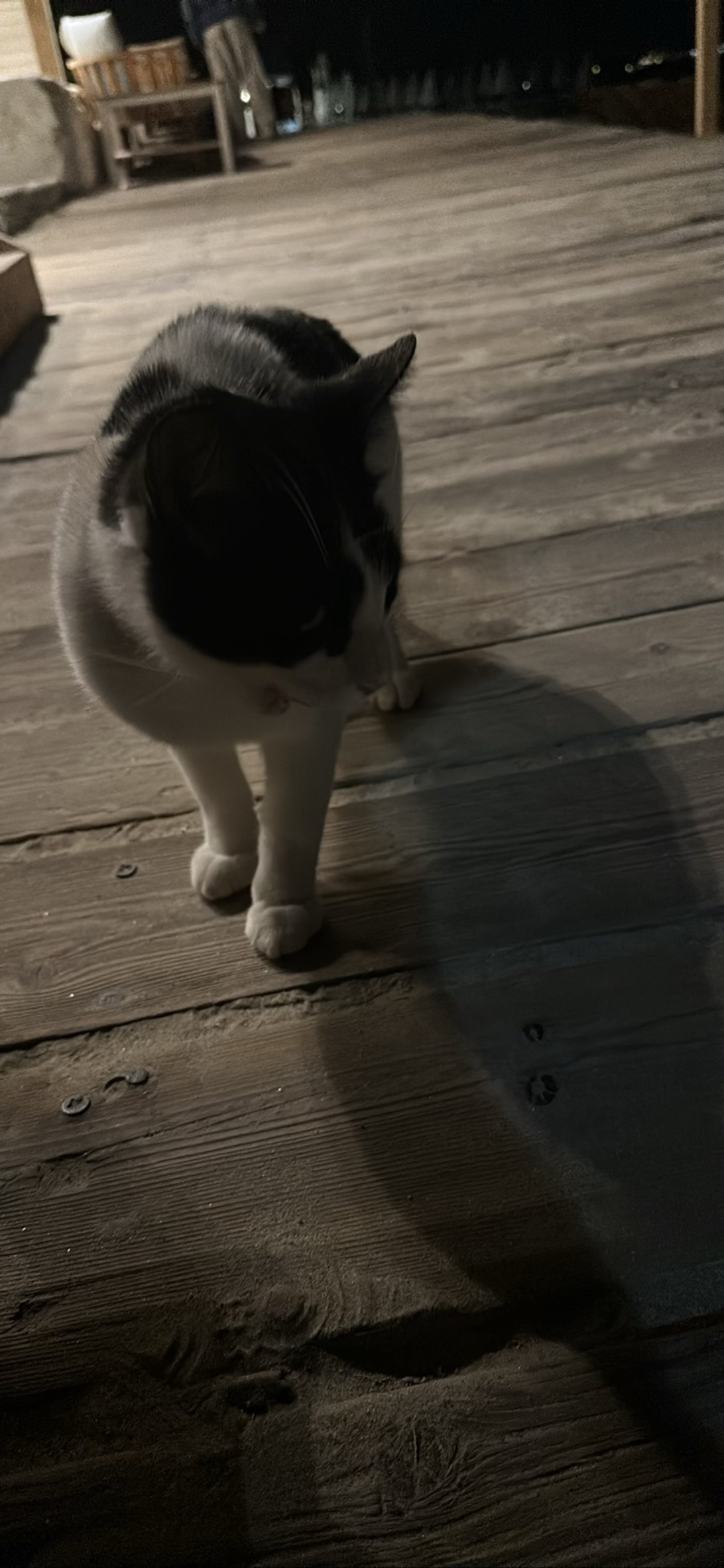 Cowmoo, a cat found on Chonk Finder