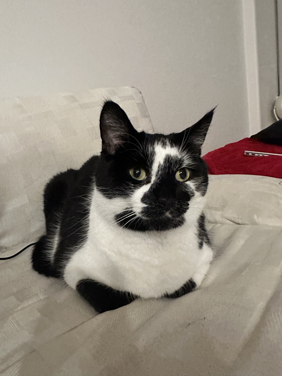 Pinto, a cat found on Chonk Finder