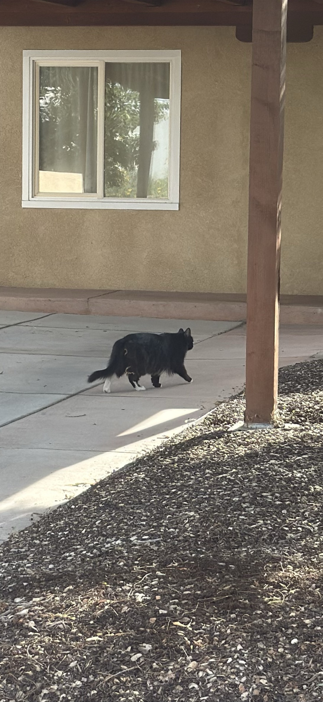 Mittens, a cat found on Chonk Finder