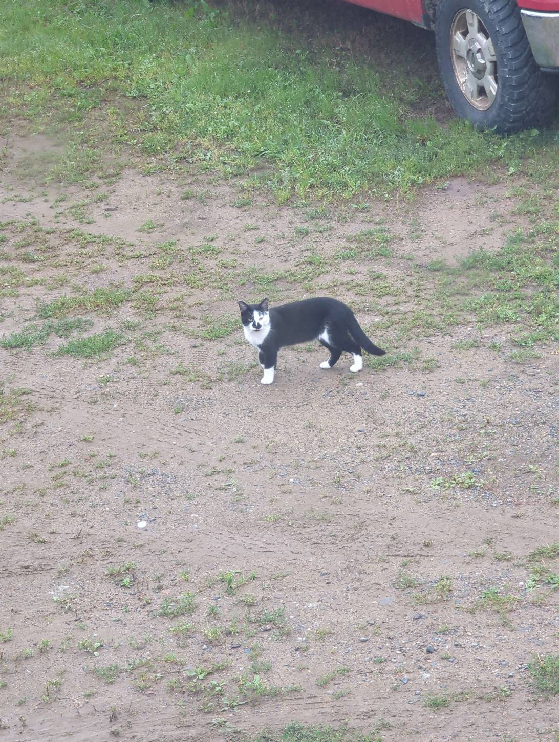 Clive, a cat found on Chonk Finder