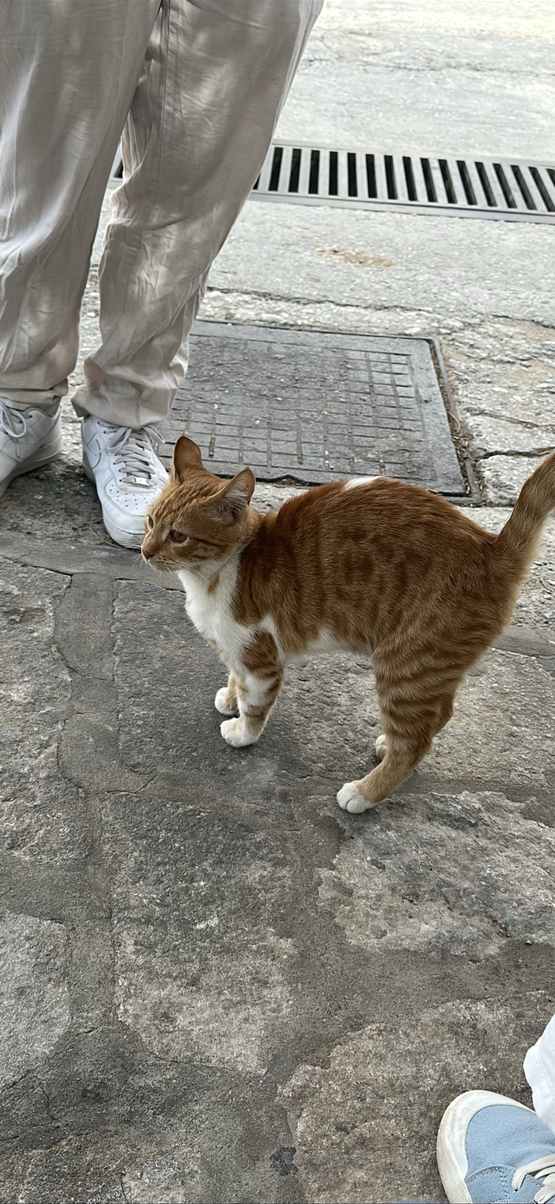 Macaroni, a cat found on Chonk Finder