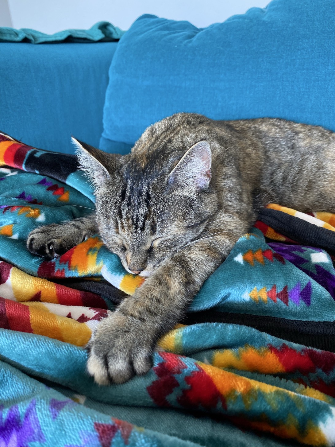 Skye, a cat found on Chonk Finder