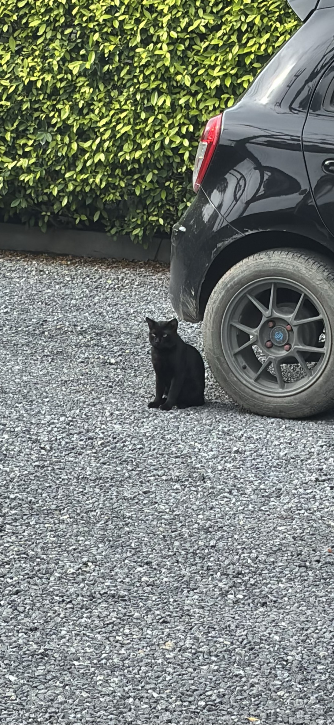P’Shadow, a cat found on Chonk Finder