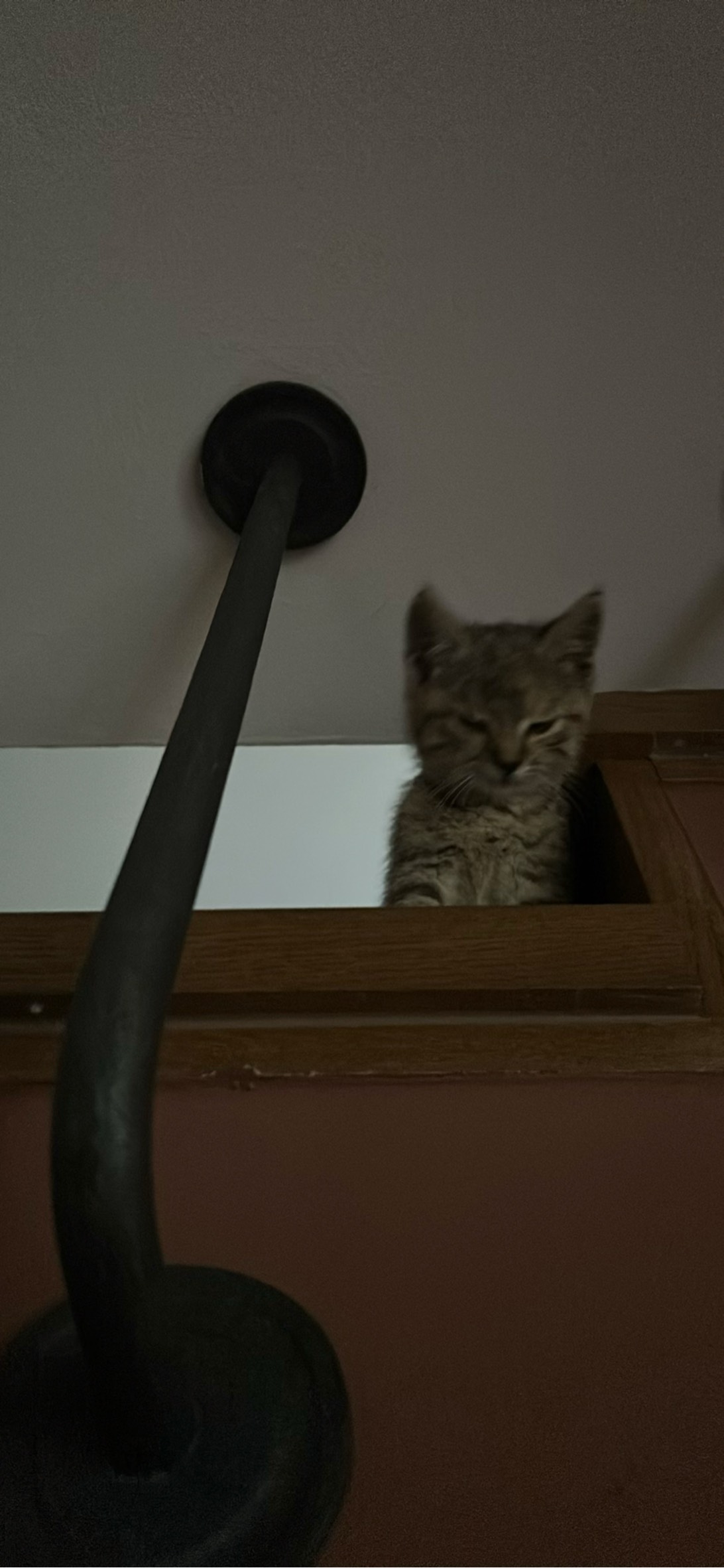 Píďa, a cat found on Chonk Finder