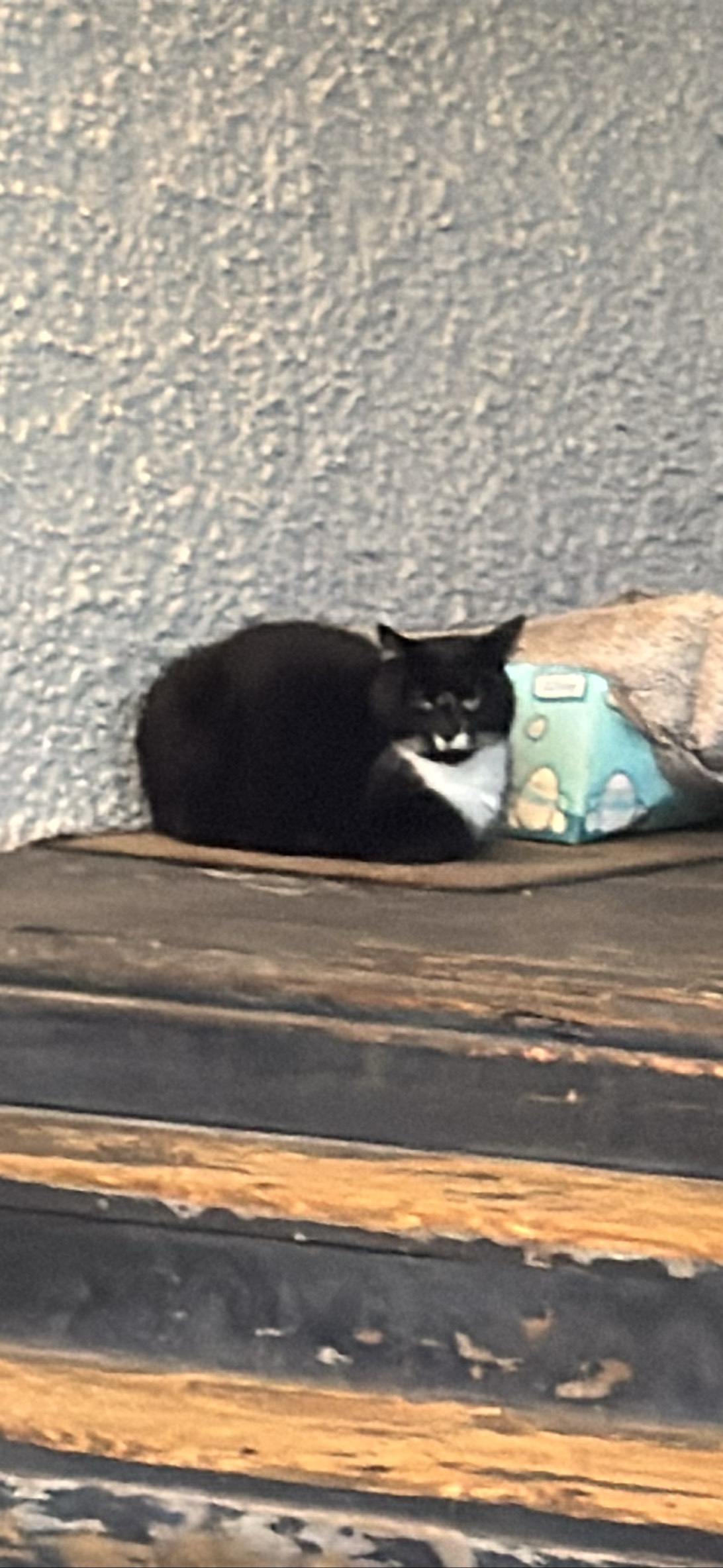 Loaf, a cat found on Chonk Finder