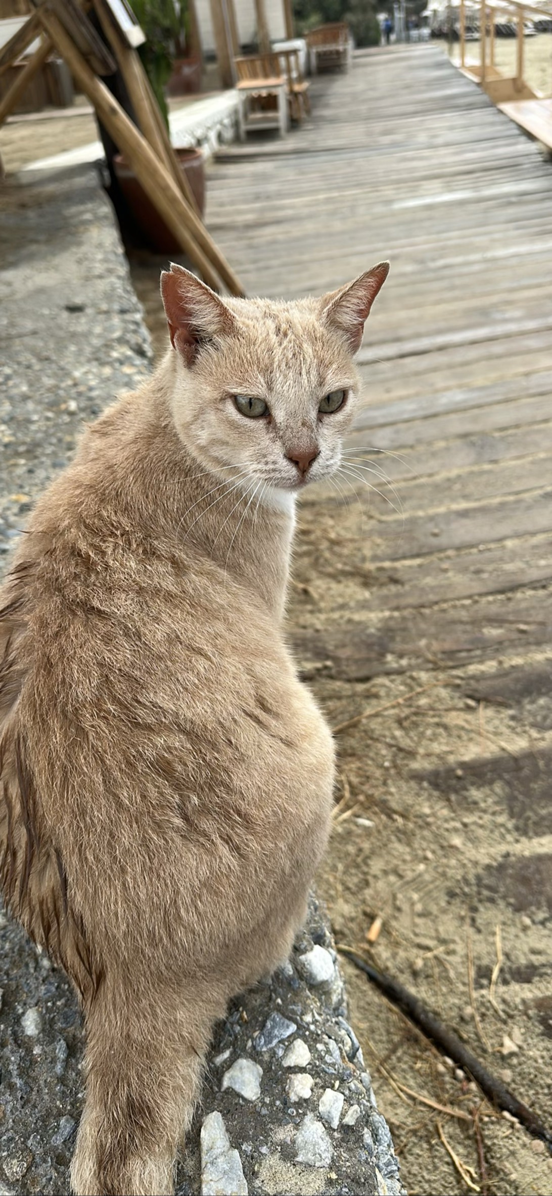 Duplicat#1, a cat found on Chonk Finder