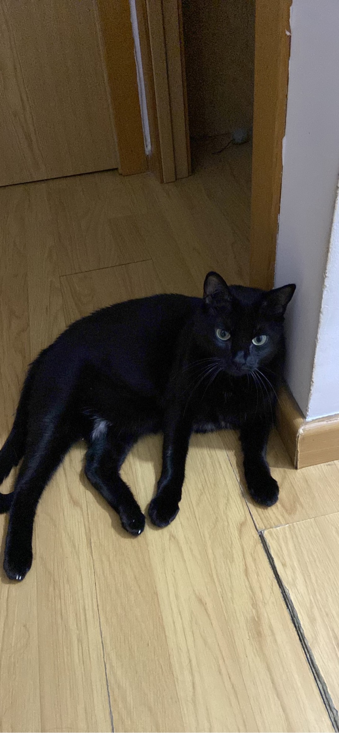 Sierra, a cat found on Chonk Finder