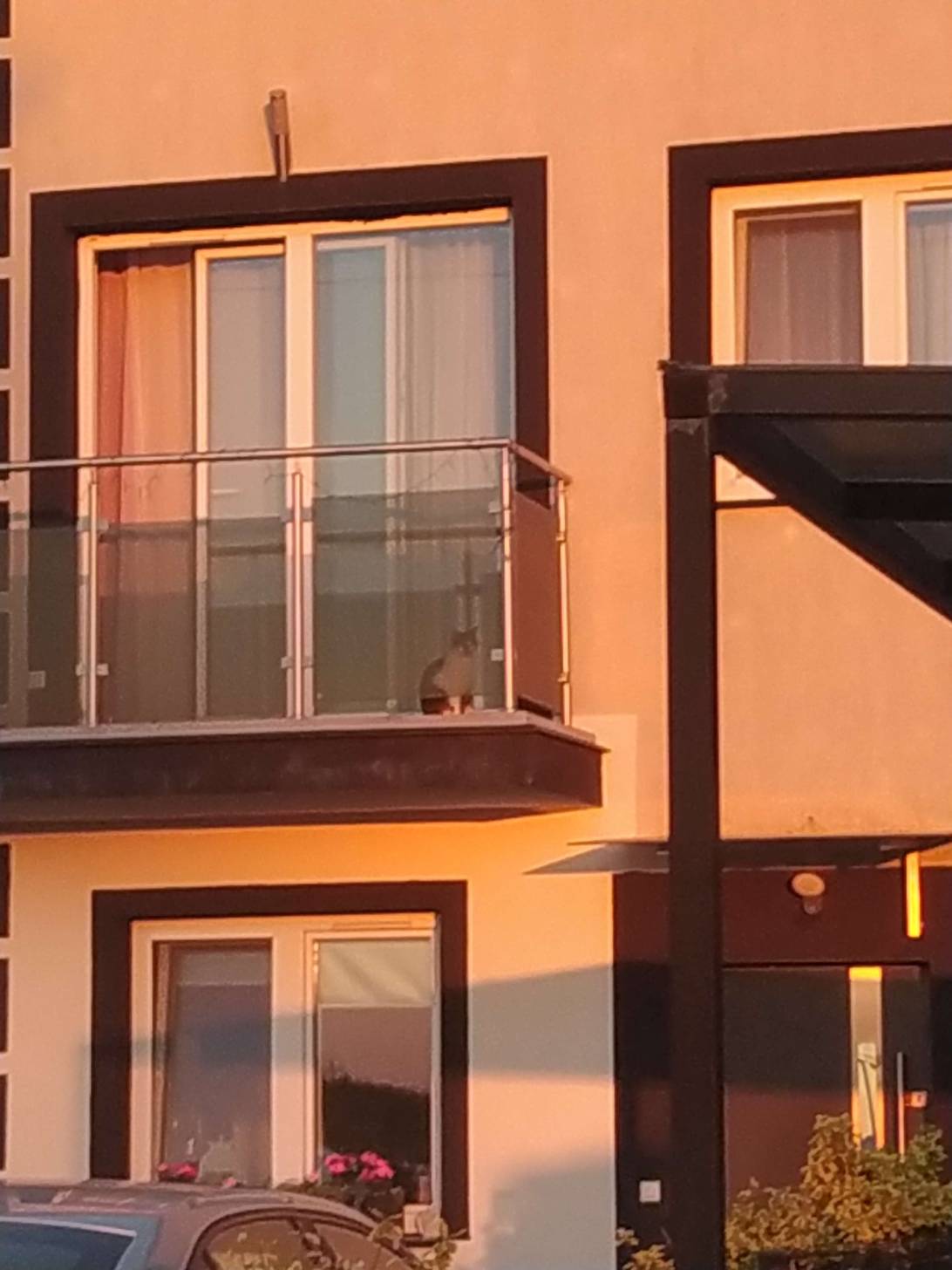 Mruczek, a cat met on Chonk Finder