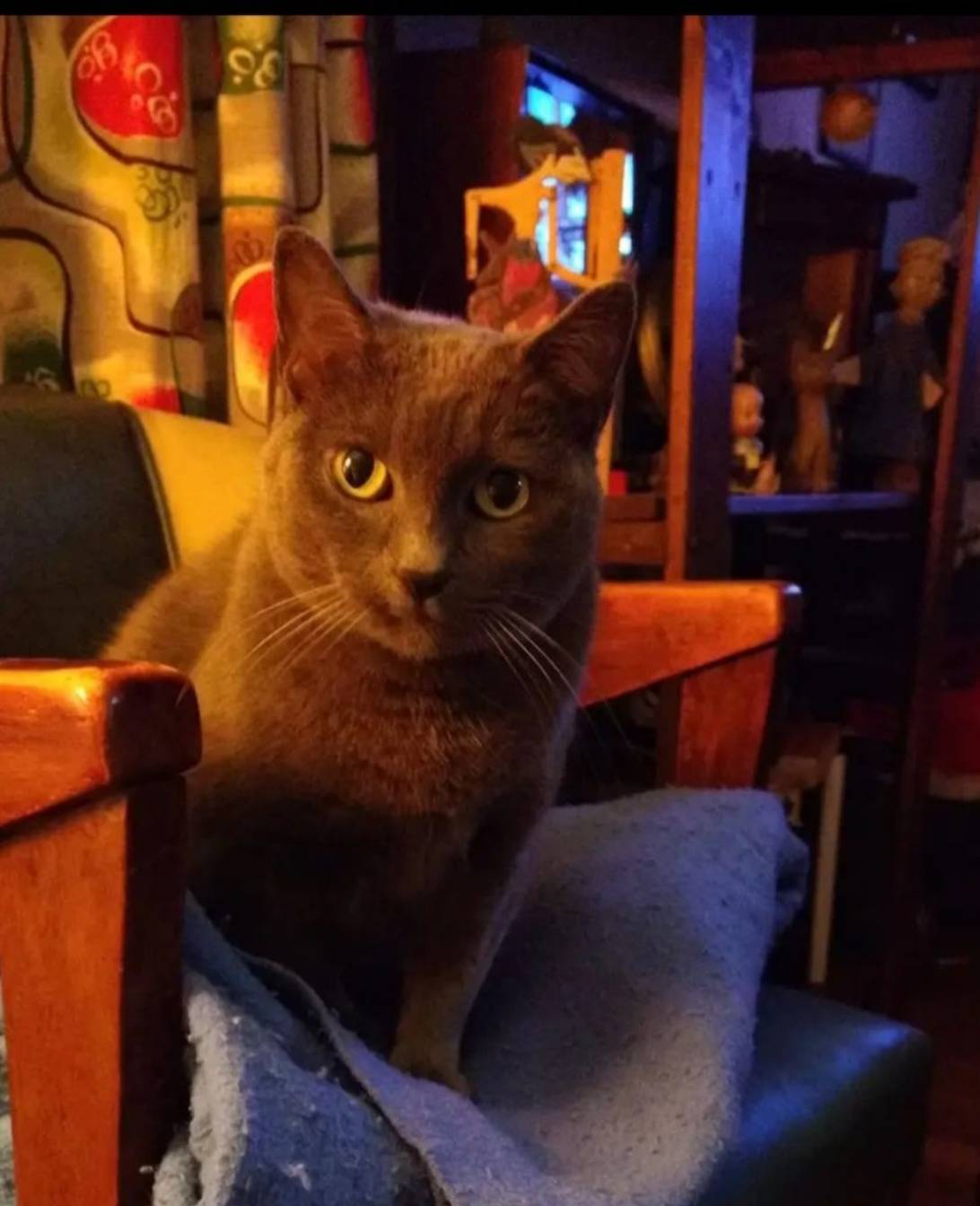 Sukie, a cat found on Chonk Finder