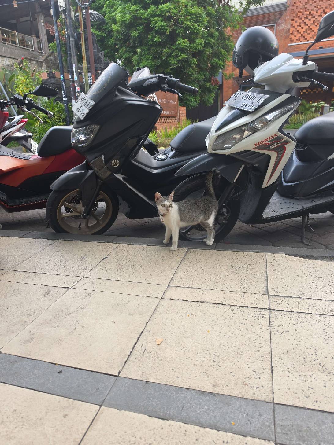 Grigio Kuta, a cat found on Chonk Finder