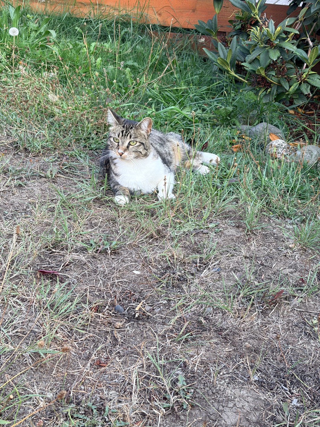 Kiki, a cat found on Chonk Finder