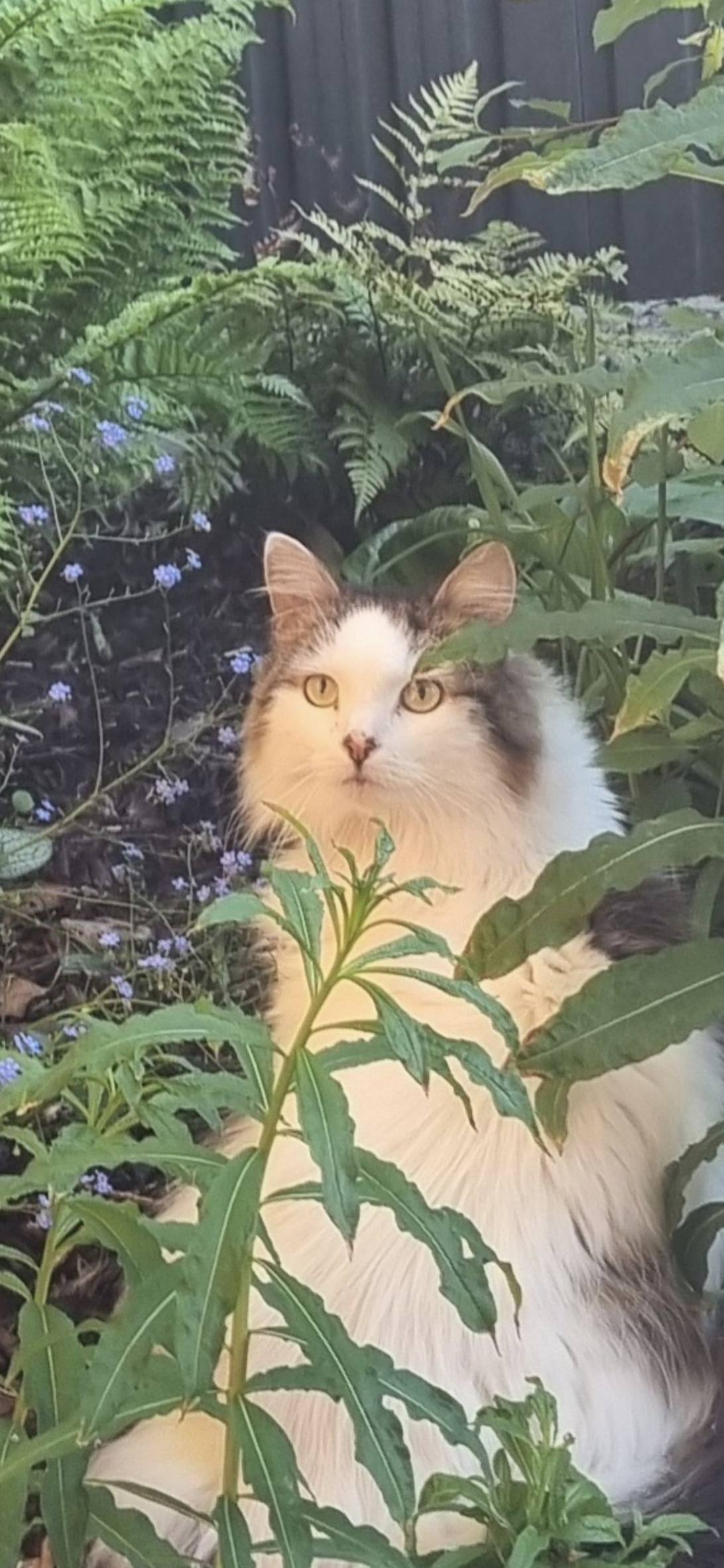 Loki, a cat found on Chonk Finder