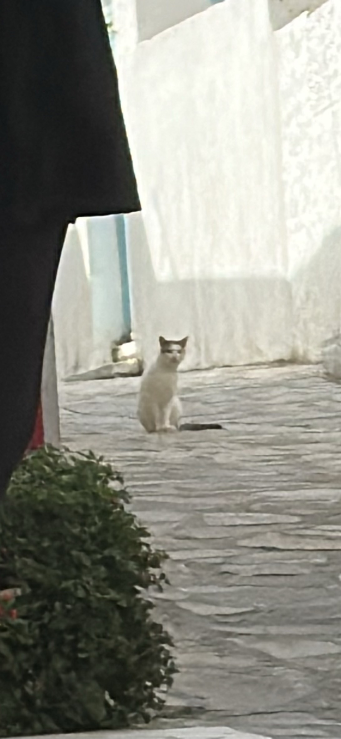 Elusive, a cat found on Chonk Finder