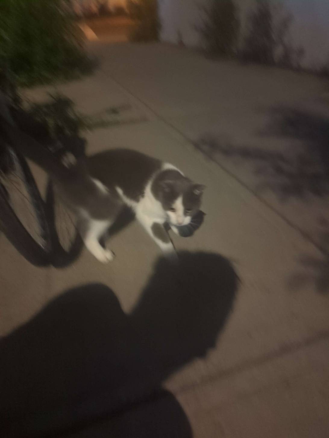 Little Jeff, a cat found on Chonk Finder