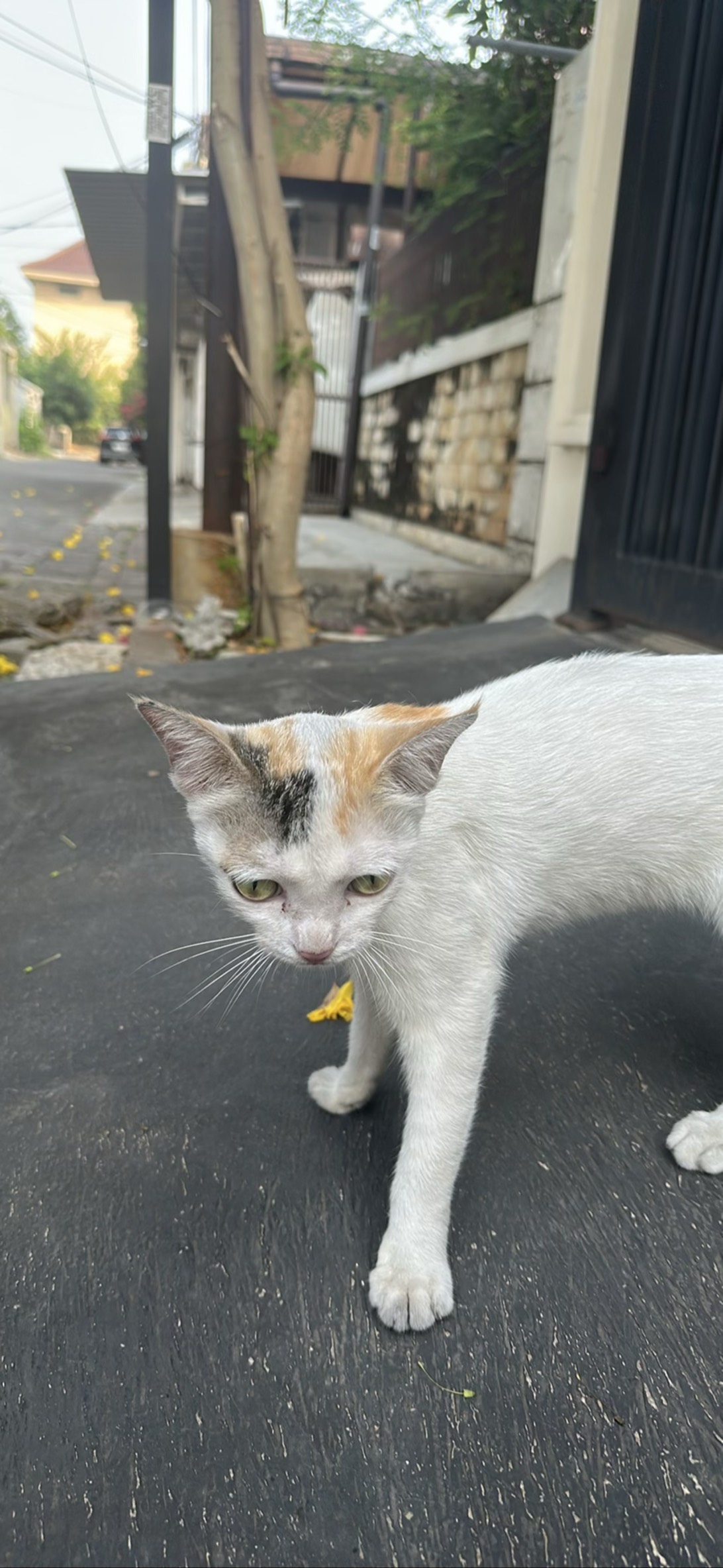 Wacko, a cat found on Chonk Finder